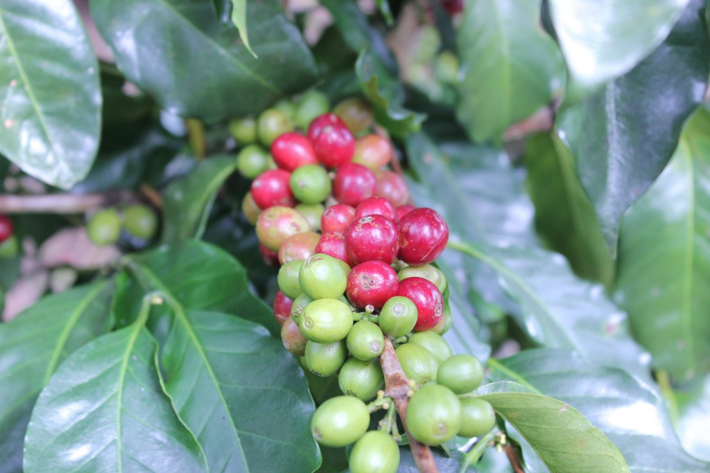 Direct Trade Coffee Beans