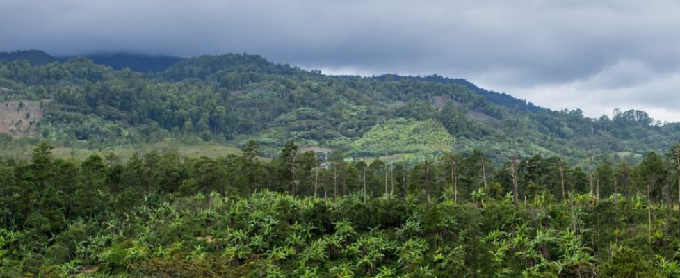 Direct Trade Coffee Farm in Honduras